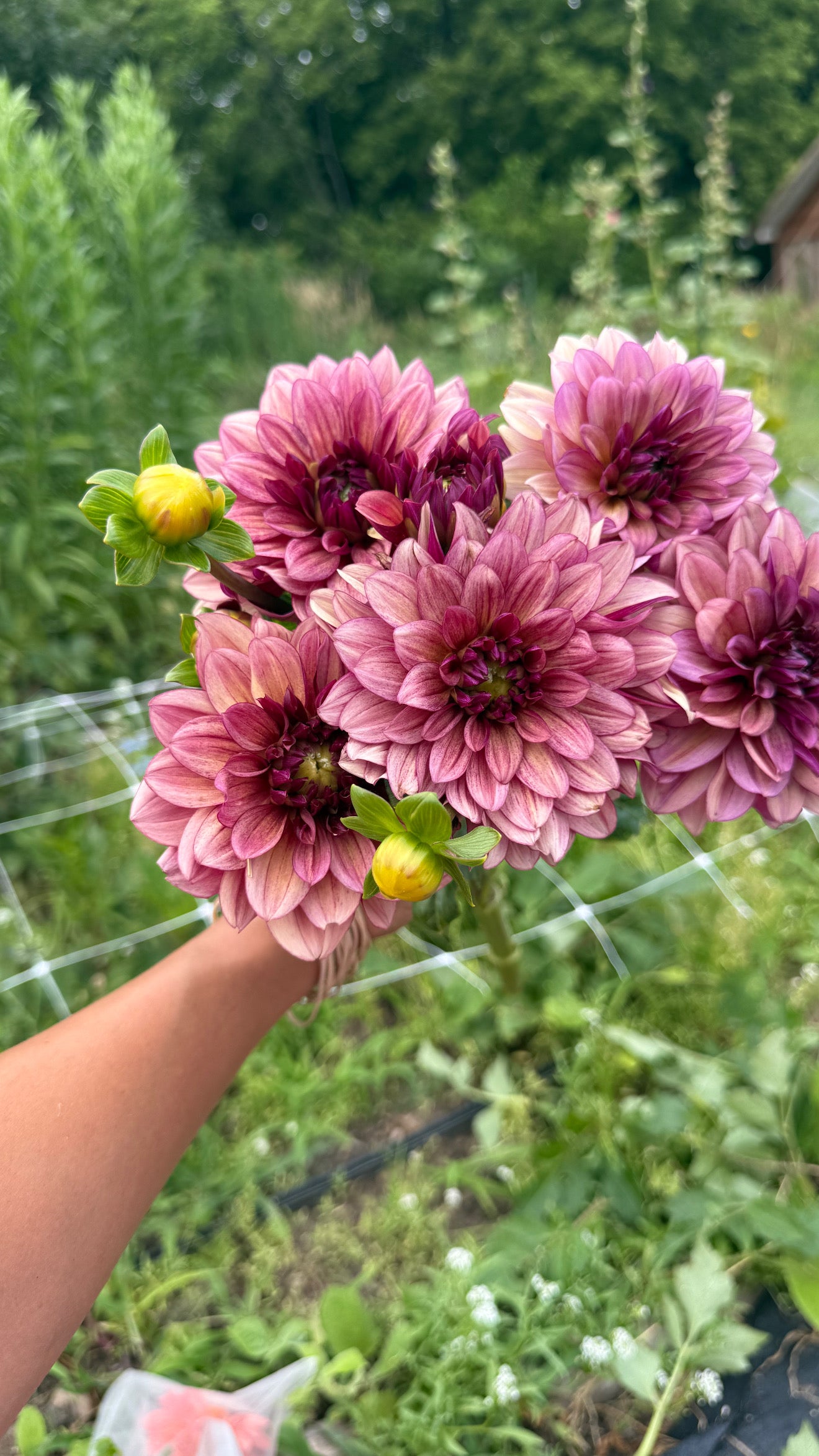 Hybrid Dahlia Tubers
