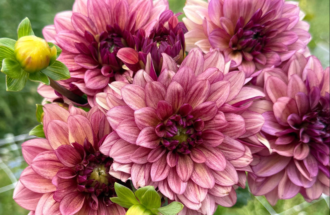 Hybrid Dahlia Tubers