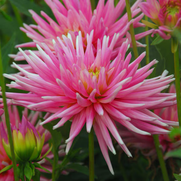 Dahlia Tuber - Park Princess (Cactus)