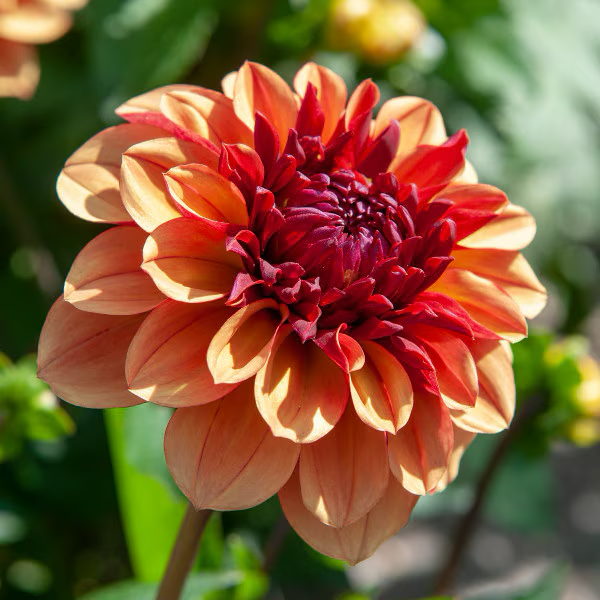 Dahlia Tuber - Crème de Cognac (Decorative)