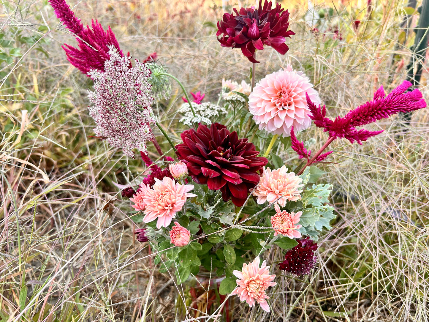 Dahlias 4 Dentistry-Bulk Order