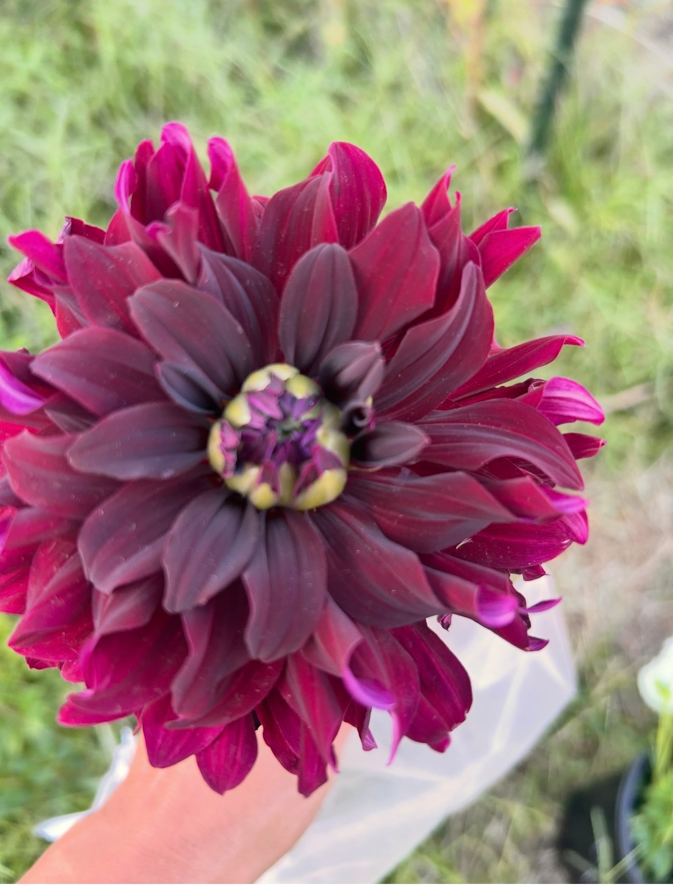 Hybrid Dahlia Tubers