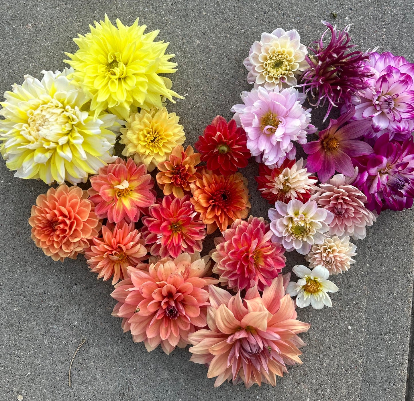 Dahlias 4 Dentistry-Dahlia Bouquet