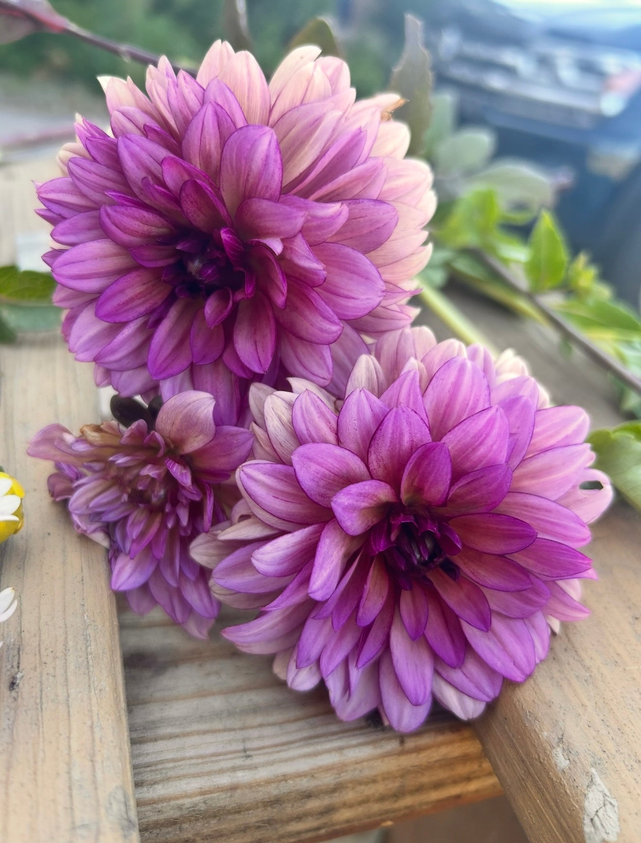 Hybrid Dahlia Tubers