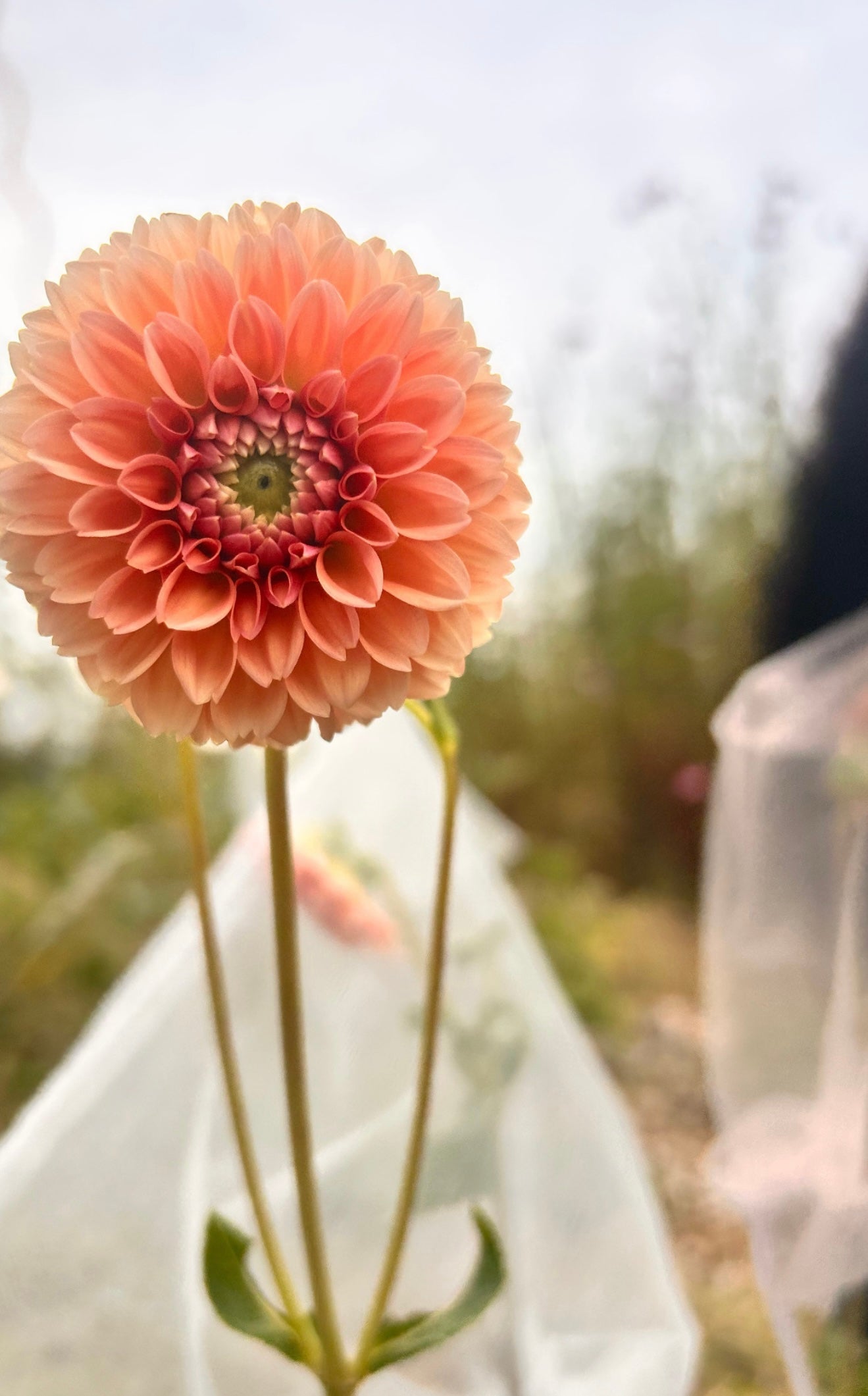 Hybrid Dahlia Tubers