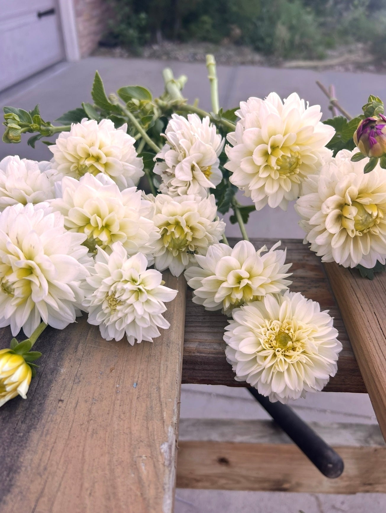Hybrid Dahlia Tubers