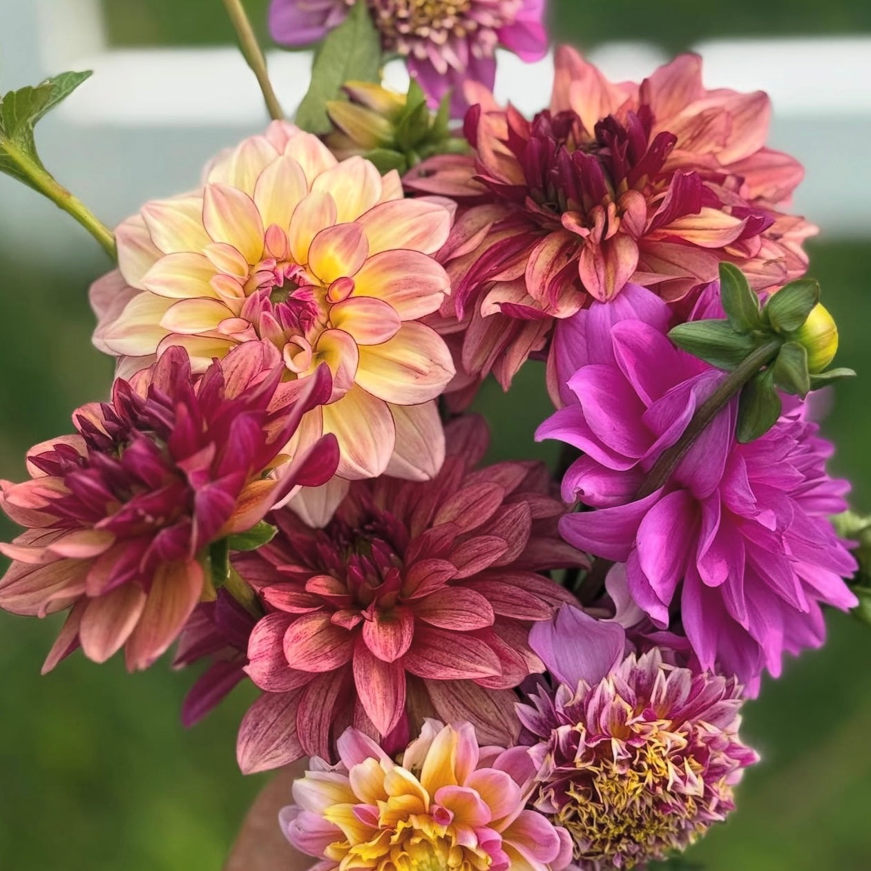 Dahlias 4 Dentistry - Dahlia Bouquet