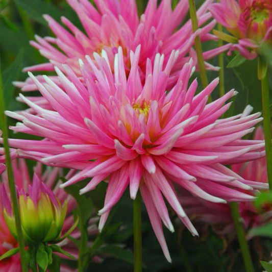 Dahlia Tuber - Park Princess (Cactus)