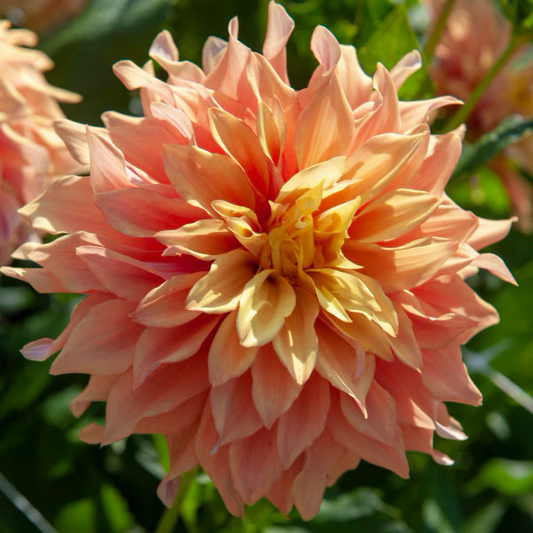 Dahlia Tuber - Tyrell (Dinner Plate)