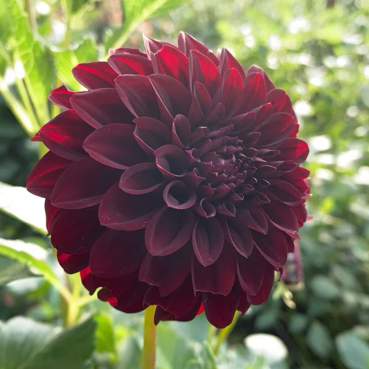 Dahlia Tuber - Nina (Decorative)