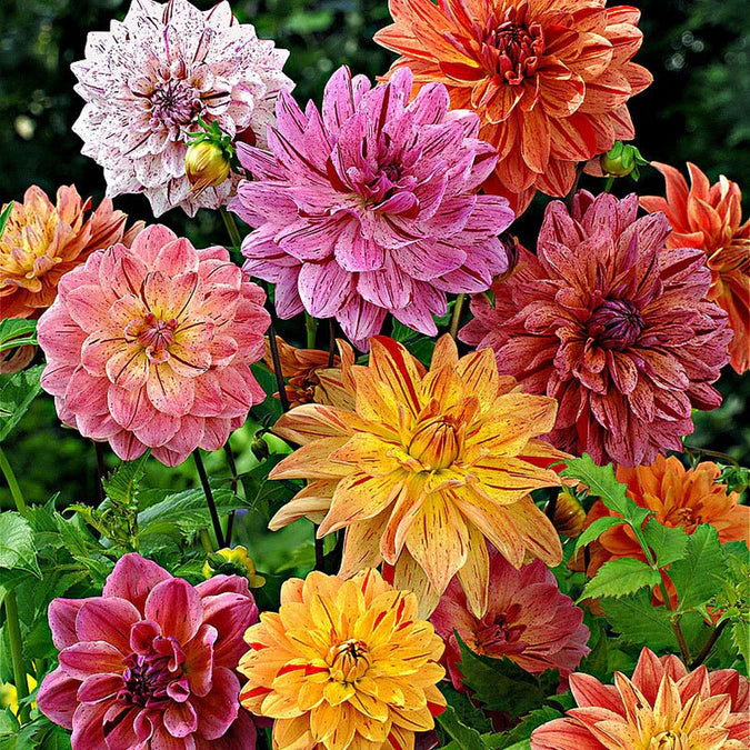 Dahlias 4 Dentistry