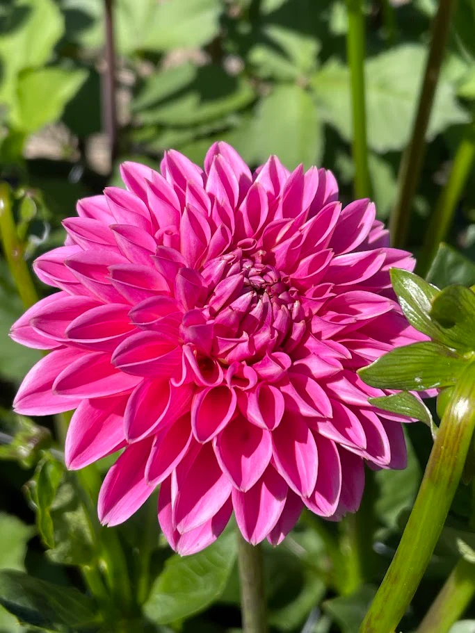 Dahlia Tuber - Peter (Decorative)