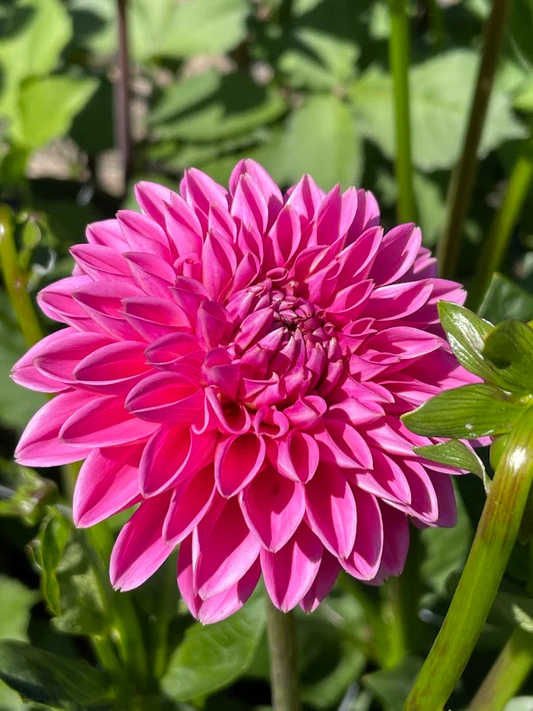 Dahlia Tuber - Peter (Decorative)